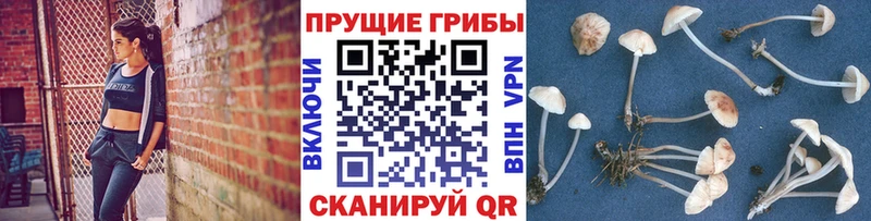 blacksprut как зайти  как найти   Славгород  Псилоцибиновые грибы GOLDEN TEACHER 